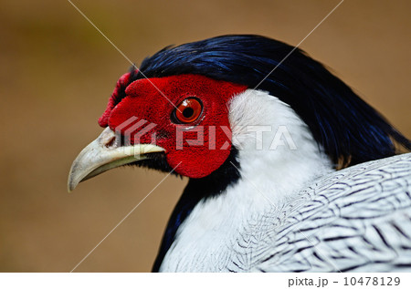 Siver Pheasant Siver Pheasant 10478129