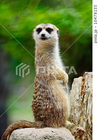 Meerkat 10478135