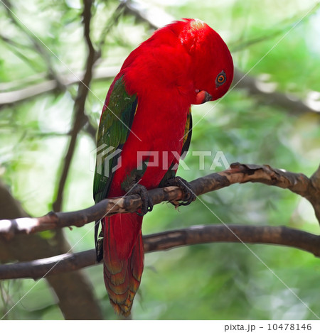 Lorikeet 10478146