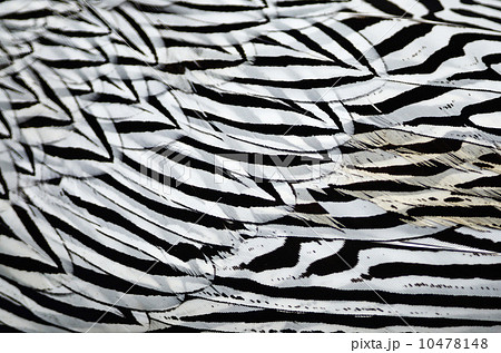 Siver Pheasant feather Siver Pheasant feather 10478148