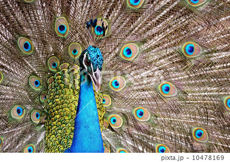 Green Peafowl 10478169