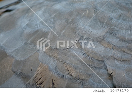 Victoria Crowned feather 10478170