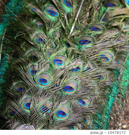 Green Peafowl feather 10478172