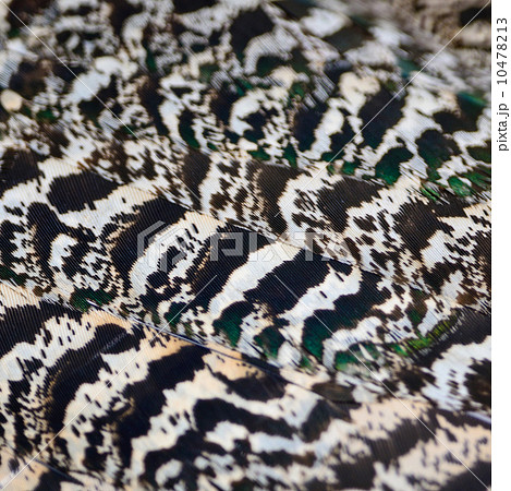 Green Peafowl feather Green Peafowl feather 10478213