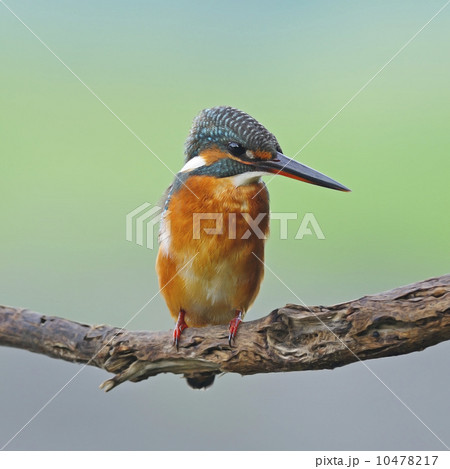 female Common Kingfisher female Common Kingfisher 10478217