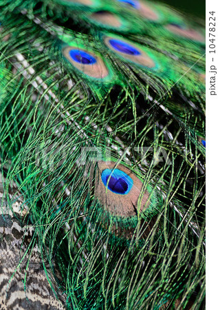 Green Peafowl feather 10478224