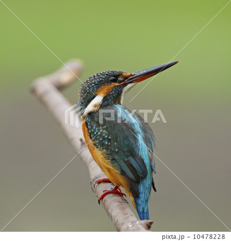 female Common Kingfisher female Common Kingfisher 10478228