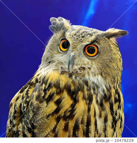 Eurasian Eagle Owl Eurasian Eagle Owl 10478229