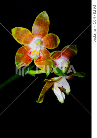 Phalaenopsis venosa 10478293