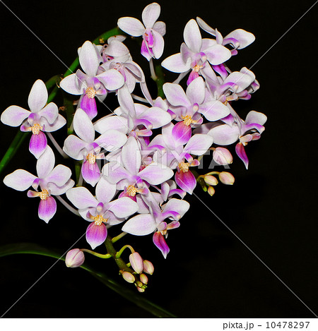 Phalaenopsis equestris 10478297