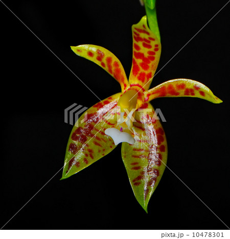Phalaenopsis cornu-cervi Phalaenopsis cornu-cervi 10478301