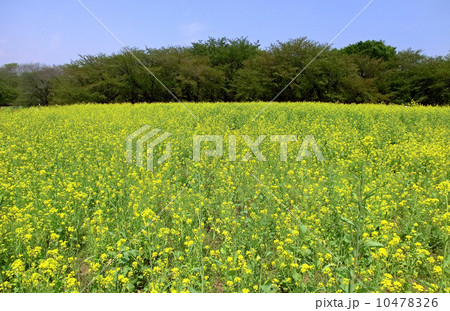 菜の花 10478326