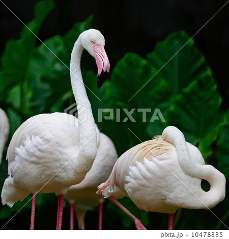 Greater Flamingo Greater Flamingo 10478335