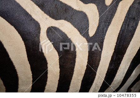 Common Zebra Common Zebra 10478355