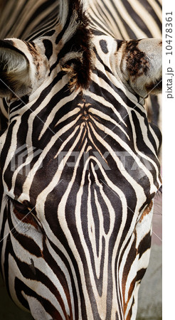 Common Zebra Common Zebra 10478361