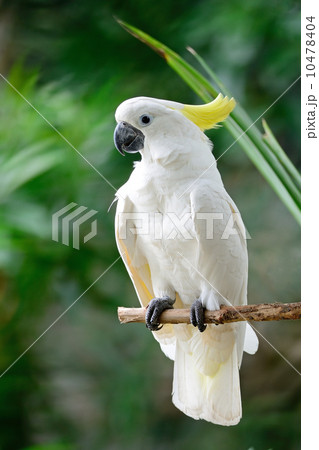 Sulphur-crested Cockatoo Sulphur-crested Cockatoo 10478404