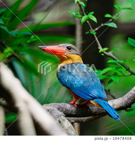 Stork-billed Kingfisher Stork-billed Kingfisher 10478408