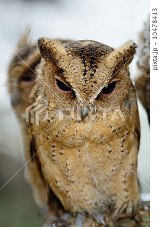 Oriental Scops Owl 10478413