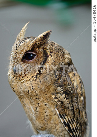 Oriental Scops Owl 10478416