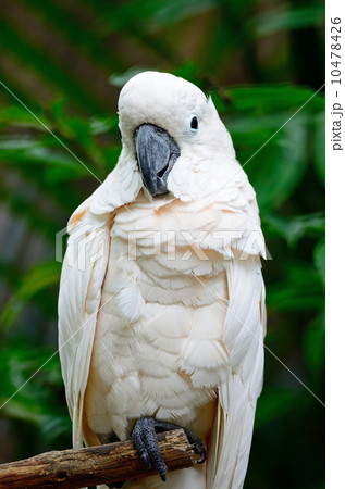 Mollucan Cockatoo 10478426