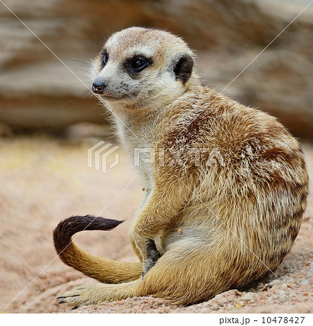 Meerkat 10478427