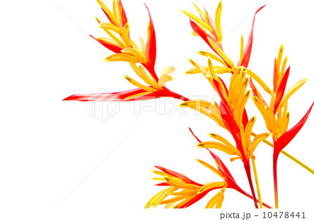 Heliconia Rubra Heliconia Rubra 10478441