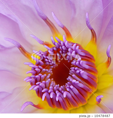 water lily water lily 10478487