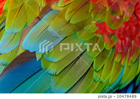 Greenwinged Macaw feathers Greenwinged Macaw feathers 10478489