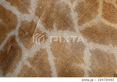 Giraffe skin Giraffe skin 10478493