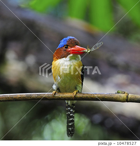 male Banded Kingfisher 10478527