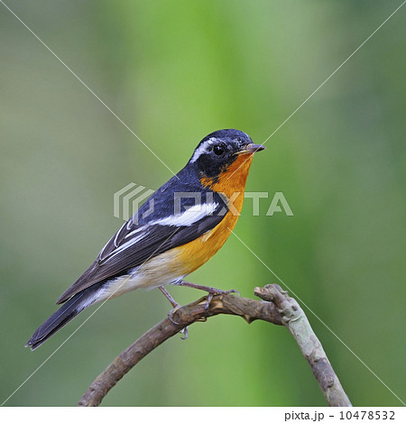 male Mugimaki Flycatcher 10478532