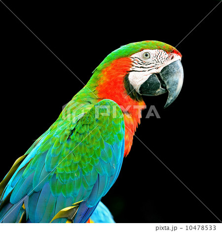 Harlequin Macaw 10478533