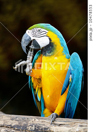 Blue and Gold Macaw Blue and Gold Macaw 10478553