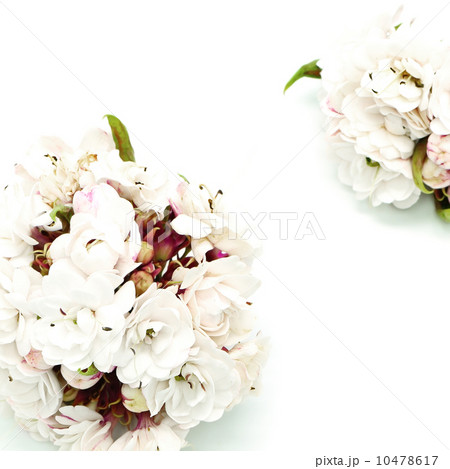 Glory Bower flower 10478617