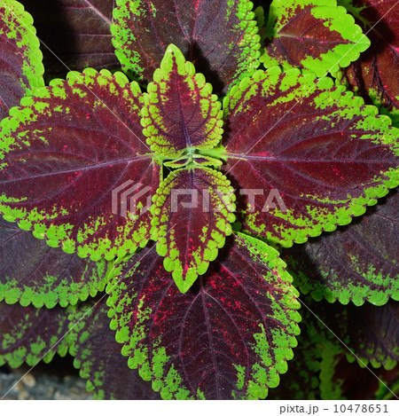 coleus 10478651