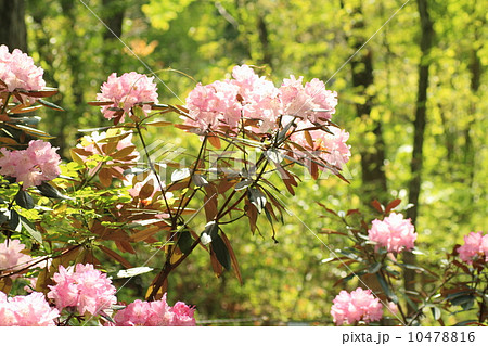 シャクナゲの花 シャクナゲの花 10478816