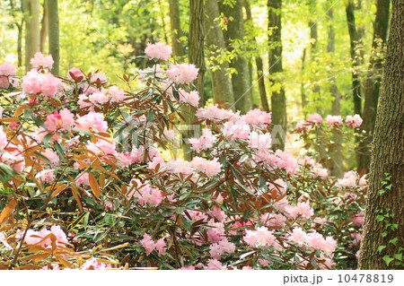 シャクナゲの花 シャクナゲの花 10478819