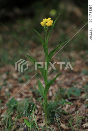 自然　植物　キンラン、以前は普通に見られたようですが今は絶滅危惧種に指定されています 10478864