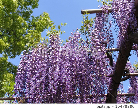 東京都　江東区　亀戸天神社　藤棚の季節 10478886