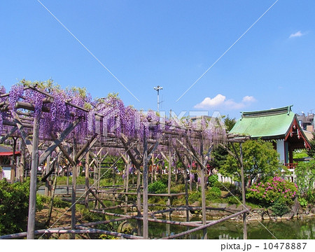 東京都　江東区　亀戸天神社　藤棚と花園社 10478887