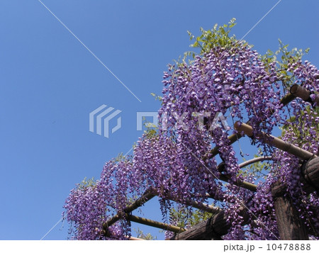 東京都　江東区　亀戸天神社　藤棚の季節 10478888