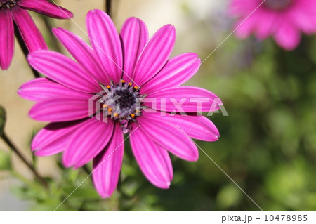 家の庭に咲いたサイネリア 10478985