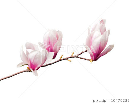 Magnolia 10479283