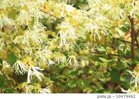 トキワマンサクの花 10479462