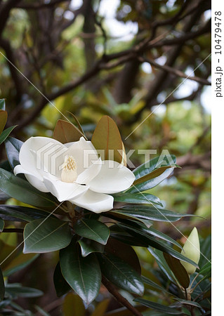 泰山木タイサンボク 大きな花が全開です。 泰山木タイサンボク 大きな花が全開です。 10479478