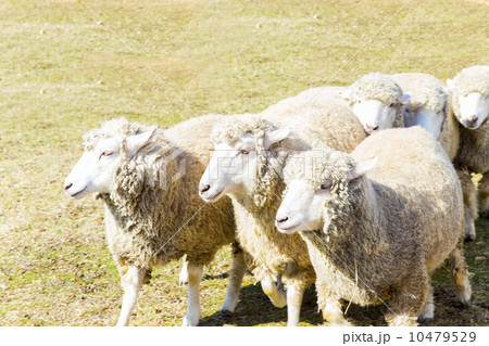 羊の群れ 羊の群れ 10479529