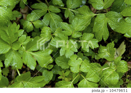 アシタバ 10479651