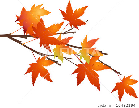 The view of maple leaf 10482194