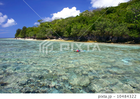 パラオ パラオ 10484322