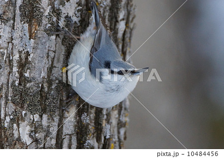 ゴジュウカラ 10484456